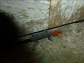 Red-headed lizard is my guess.: by steve_and_emma, Views[562]