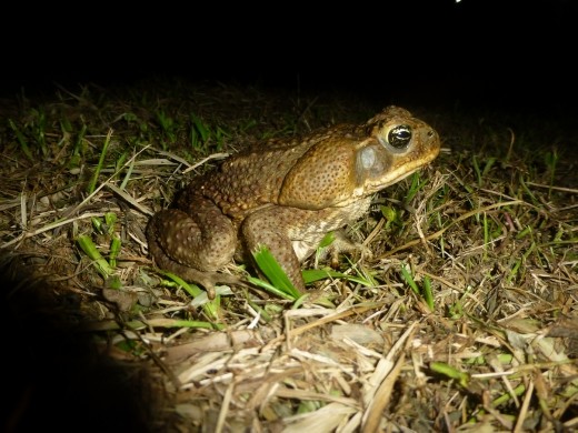 Cane toad.
