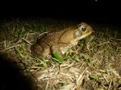 Cane toad.: by steve_and_emma, Views[469]