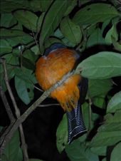 A sleeping bird but no sloth!: by steve_and_emma, Views[510]