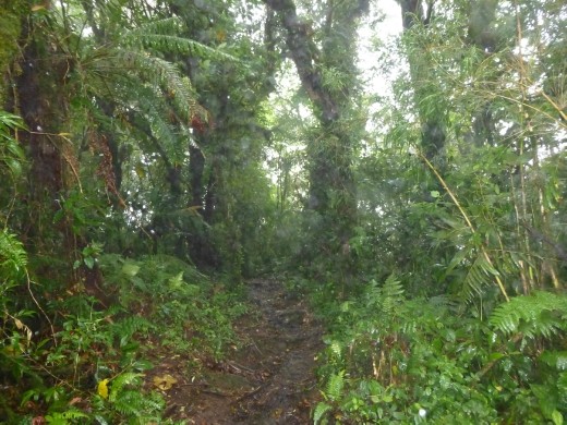 The muddy trails of Santa Elena Reserve.