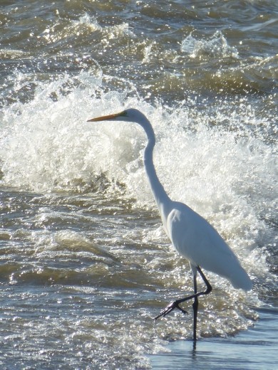 So does an egret.