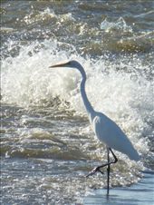 So does an egret.: by steve_and_emma, Views[447]