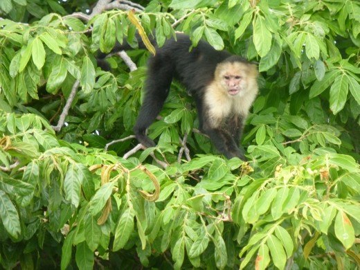 The boat man took us to monkey island, we hope these 4 primates had been rescued and not taken from the wild.