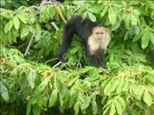 The boat man took us to monkey island, we hope these 4 primates had been rescued and not taken from the wild.: by steve_and_emma, Views[686]