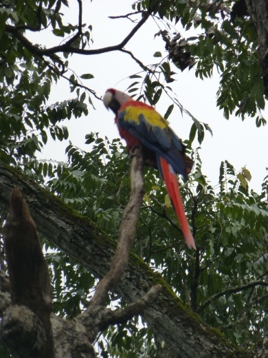 Scarlet macaws welcomed to Copan ruins.