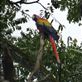 Scarlet macaws welcomed to Copan ruins. Views[190]