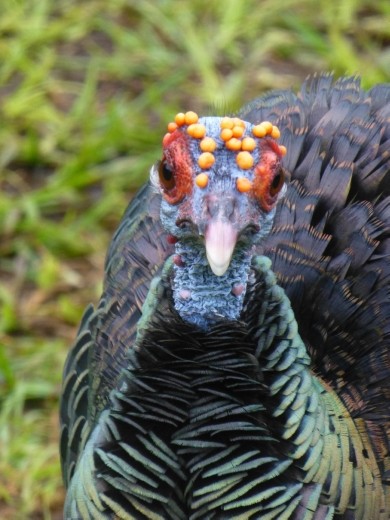 A Peten Turkey, how did he survive the end of the world and christmas?