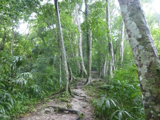 The jungle setting is what really makes Tikal special and you get to wander along many jungle trails.
