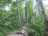 The jungle setting is what really makes Tikal special and you get to wander along many jungle trails.: by steve_and_emma, Views[410]