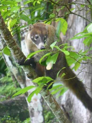 Tikal is home to coatis.