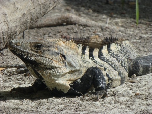 One of Caye Caulker's residents.