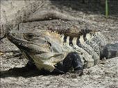 One of Caye Caulker's residents.: by steve_and_emma, Views[511]