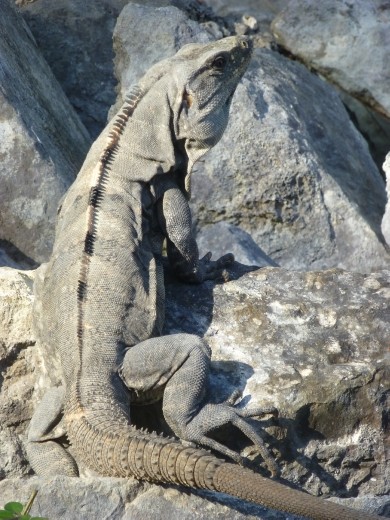 Lots of lizards about.