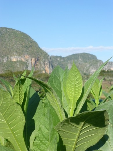 Tobacco plantation in Vinales.