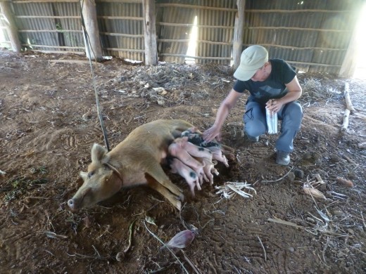 Shame we had already ordered pork for tea!