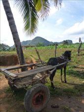 Cuba is really an incredible place and we only saw a tiny bit of it. Sure we will be back.: by steve_and_emma, Views[586]