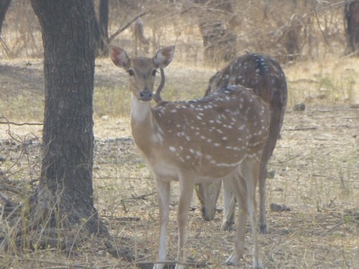 A spotted deer.