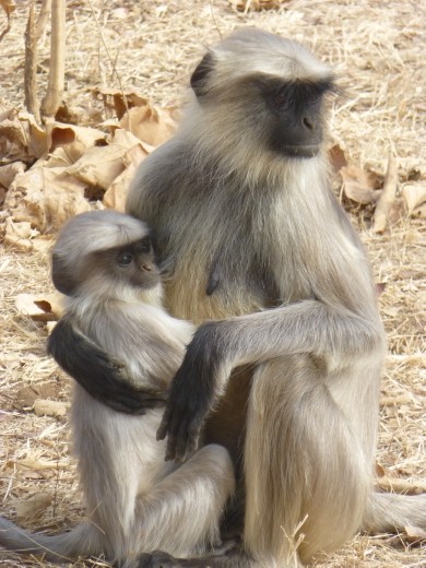 Hanuman languar and baby.