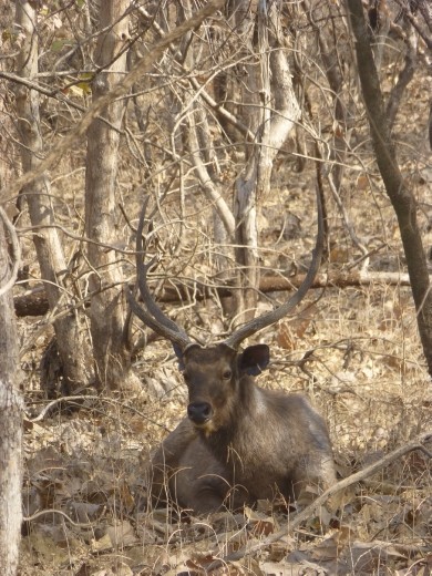 A sambar deer.