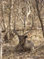 A sambar deer.: by steve_and_emma, Views[527]