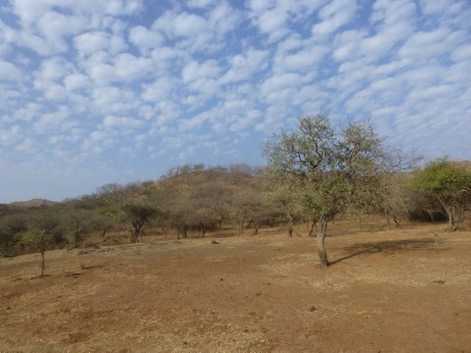 The landscape in Sasan Gir is very arid.