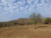 The landscape in Sasan Gir is very arid.: by steve_and_emma, Views[356]