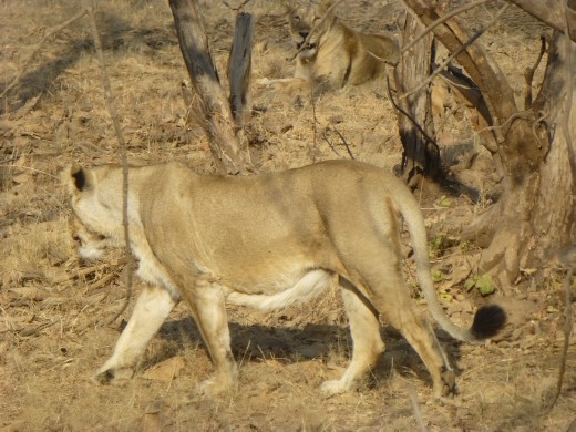 Very excited to spot our first asiatic lion.