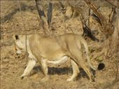 Very excited to spot our first asiatic lion.: by steve_and_emma, Views[353]