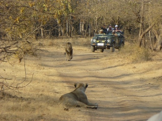 Luckily the big male came back out of the forest towards us.