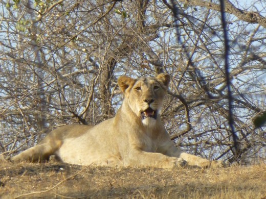 This one kindly sat on top of a hill and posed for us.