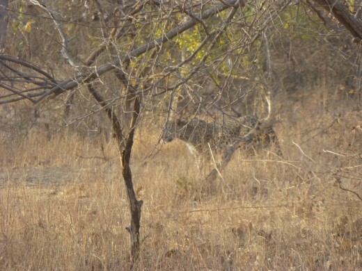 We were very lucky to spot this spotted friend stalking through the undergrowth.