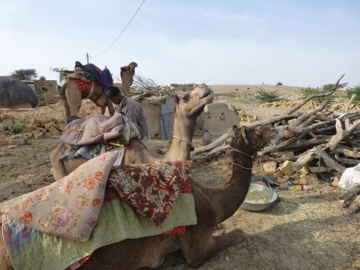 Getting prepared for the camel ride.