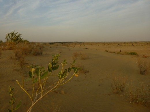 Not many tourists here unlike Sam Dunes with 10,000 a night!