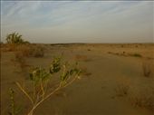 Not many tourists here unlike Sam Dunes with 10,000 a night!: by steve_and_emma, Views[284]