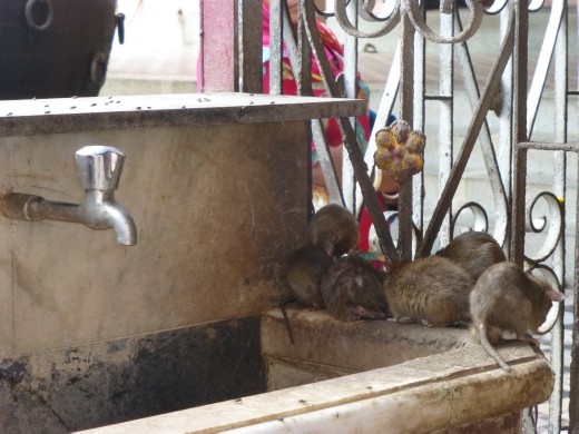 There's a rat in me kitchen what am I gonna do?