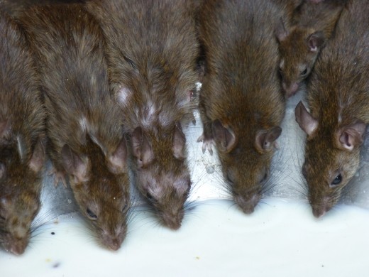 The rats are well looked after here.