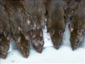 The rats are well looked after here.: by steve_and_emma, Views[438]