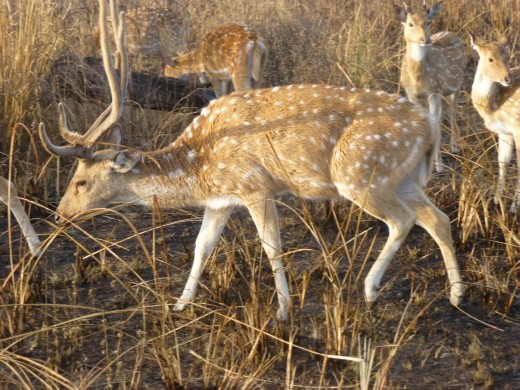 Plenty of tiger food about.