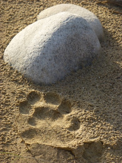 This is as close as we got to a tiger.