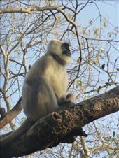 Hanuman languar.: by steve_and_emma, Views[340]