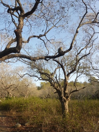 Even though we didn't see much wildlife it is still a beautiful park.