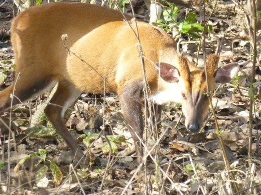 Barking deer.