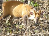 Barking deer.: by steve_and_emma, Views[318]