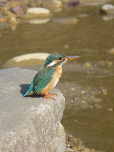 Common kingfisher.
