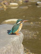 Common kingfisher.: by steve_and_emma, Views[357]
