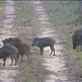 Wild boar.: by steve_and_emma, Views[307]
