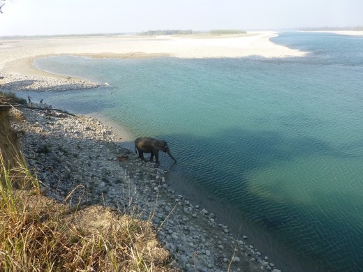 Wow an an elephant, hang on he is with his mahout!