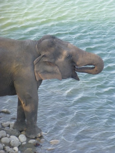 Oh well, stiil a magnificent beast.