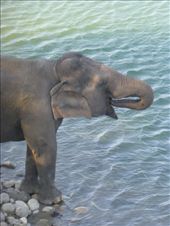 Oh well, stiil a magnificent beast.: by steve_and_emma, Views[462]